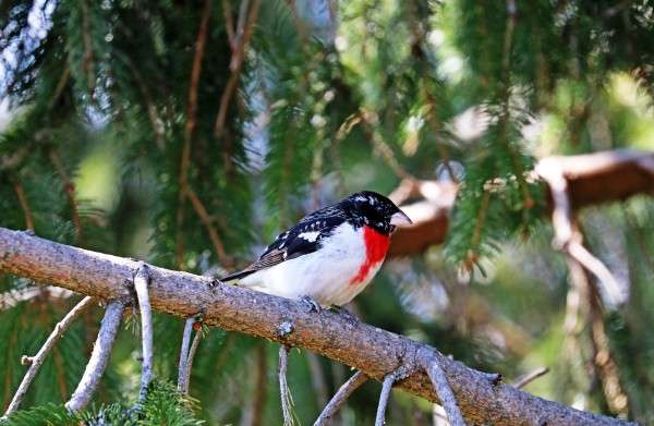 Red Triangle by Deb Oppermann